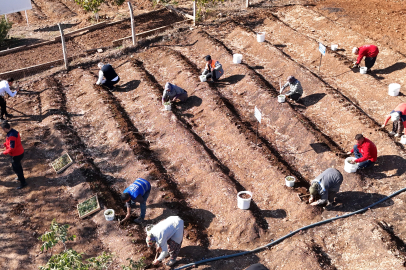 Endemik salep bitkisi bahçelere ekildi