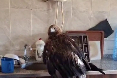 Dev Kartalı Montuyla Kurtardı! “Kartalcık kartalcık” diye seslendi!