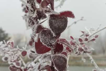 Ardahan'da Kırağı Etkili Oldu