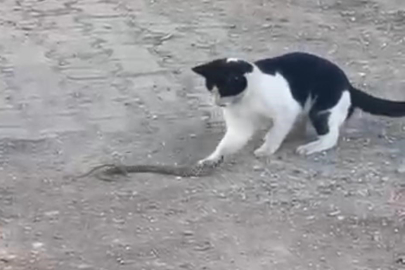 Kedinin İlginç Anları Kamerada