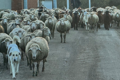 Edirne'de Çoban Sıkıntısı