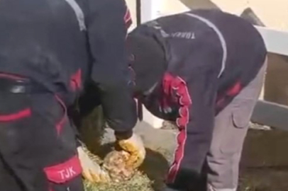 Ağır gelmesi için yonca balyalarına taş konulduğu görüldü