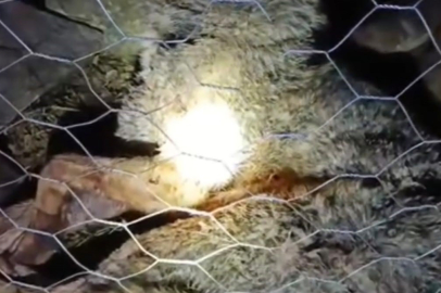 Çoban Köpekleri Sürüyü Telef Olmaktan Kurtardı