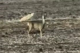 Bozkırın ortasında karaca görüntülendi