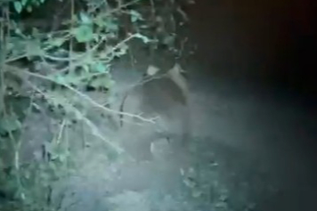 2 yavrusuyla tırmandığı ağaçta meşe palamudu yiyen ayı cep telefonuyla görüntülendi