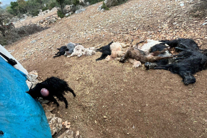 Ağıla giren yabani hayvan, 12 küçükbaş hayvanı boğazlarından ısırarak telef etti