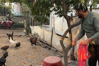 Mavi yumurtasıyla namı dilden dile dolaşan 5 tavuğu tek tek seçip, tişörtünün içerisinde çaldı
