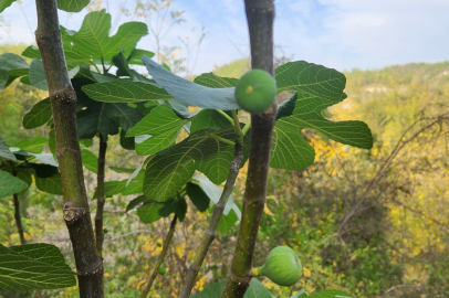 İncir Ağaçları Mevsimi Şaşırdı