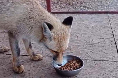 Tilkiyle yaşadığı samimi anlarla yüzleri gülümsetti...
