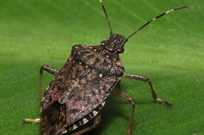 Kahverengi Kokarca Fındıkta Yüzde Yüze Yakın Zarar Verdi