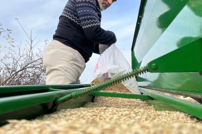 12 bin yıllık lezzet toprakla buluştu: Atadan kalma yöntemle ekiliyor