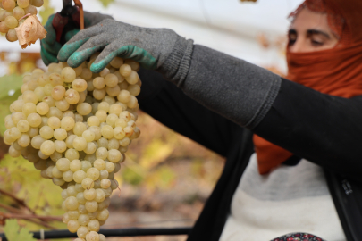 Elazığ’ın en ‘Hoş’ hasadında, tatsız mahsul