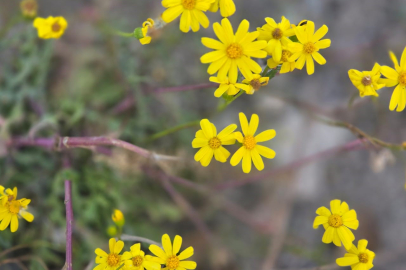 Kar beklenirken, çiçek sürprizi yaşandı
