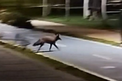 Tekirdağ Millet Bahçesi'nde sahilde tilki görüntülendi