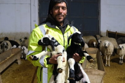 Yılın ilk kuzularının doğması, küçükbaş hayvan yetiştiricilerine umut verdi