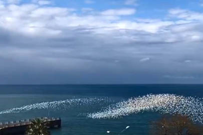 Yüzlerce martının beyaz bir dalgayı andıran toplu uçuşları, izleyenlere görsel bir şölen sundu