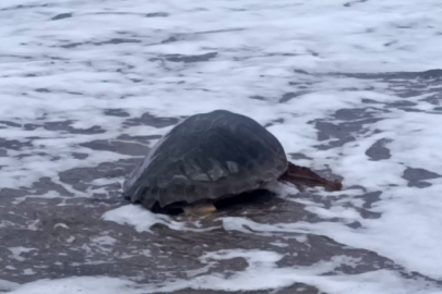 Deniz polisinin suda yaralı halde bulup tedavisi sonrası tekrar denizine kavuşan Caretta carettaya 'Deniz 155' adı verildi