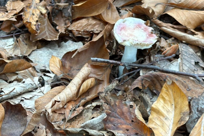 Mantar Yerken Dikkat!