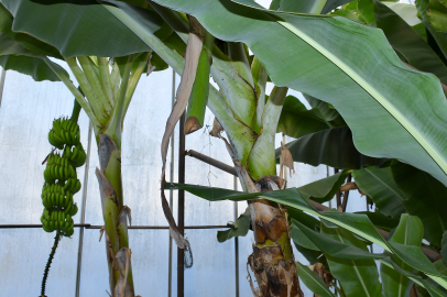 Önce muz, ardından da avokada hırsızlığı yaptı...