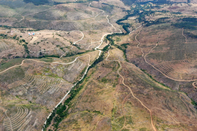 Kastamonu'da küle dönen orman yeniden yeşerecek!