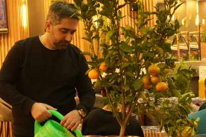 Kafe işletmecisi mandalina fideleriyle dikkat çekiyor