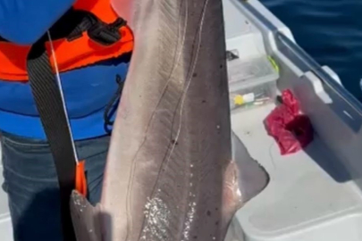 Balıkçıların açıkta ağlarına takılıyordu şimdi artık kıyılara ve limanlara kadar geliyor