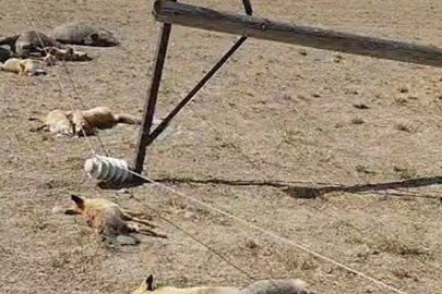 Düşen enerji hattı yaban hayvanlarını telef etti