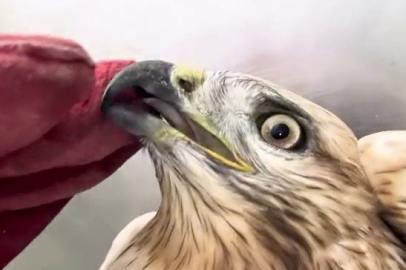 Kızıl Şahin Yeniden Doğal Yaşamına Döndü