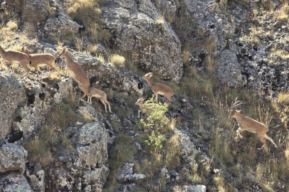 Yaban Keçileri Kameraya Yansıdı