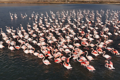 Erçek Gölü’nün renkli misafirleri flamingolar havadan görüntülendi
