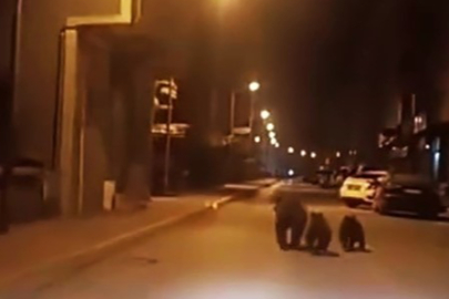 Anne ayı ve iki yavrusu gece koşusu yaptı!
