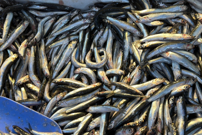 Karadeniz'de Hamsi Bolluğu