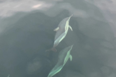 Ordu'da yunusların balıkçı tekneleriyle yarışması görsel şölen oluşturdu
