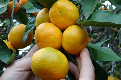 Ordu'da Mandalina Hasadı