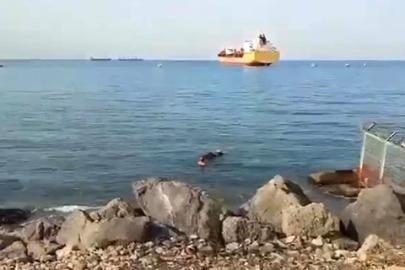 Balıkçı ağlarına takılan angusu vatandaşların kurtardığı anlar kamerada