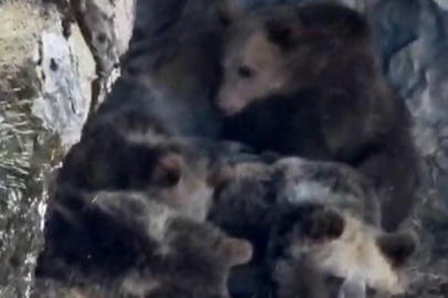 Kaşınan boz ayının görüntüleri izleyenleri gülümsetiyor