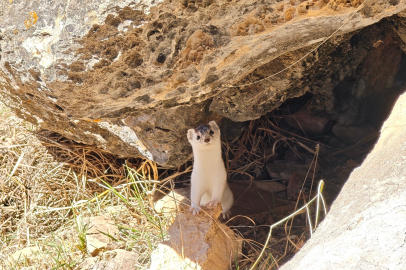 Nesli Tükenen Gelincik Kamerada