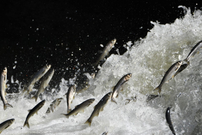 Kar yağışının azalmasıyla kuruyan akarsular, inci kefalinin üreme göçünü tehlikeye düşürüyor