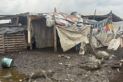 Sokak köpekleri Avcılar'da çiftçilerin korkulu rüyası oldu