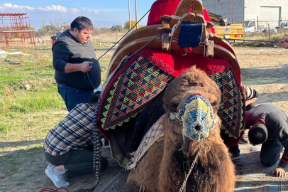İhramcı devesi dualarla havudunu kuşandı