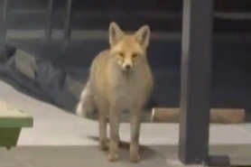 Tilkinin Rahat Tavırları "Pes" Dedirtti 