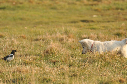 Van Kalesi'nde fotoğrafçıyı yanıltan görüntü