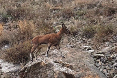 Dağ Keçileri İlçe Merkezine İndi