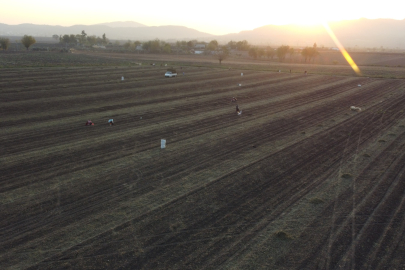 Yer fıstığının başkenti Osmaniye'de hasat dönemi başladı