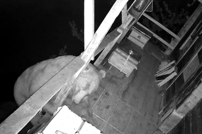 Balkonda Kovanlardaki Balı Yiyen Ayı Kameralara Yansıdı