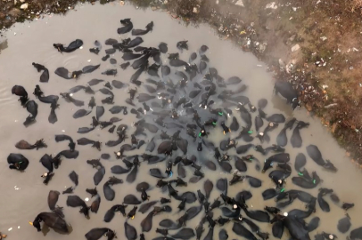 Kaplıcada mandaların kış ritüeli: Afrika savanlarını andıran görüntüler