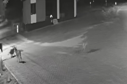 Kurt sürüsü, sokakta dolaşan eşeğe saldırarak parçaladı