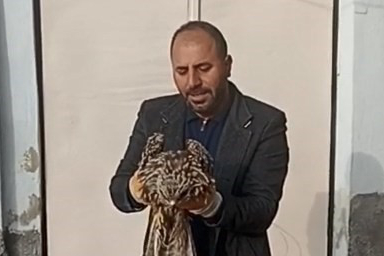 Yaralı Kartala Yardım Eli