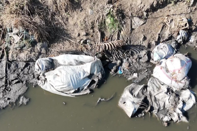 Adana'da dere yatağına yine at ve eşek kalıntıları atıldı