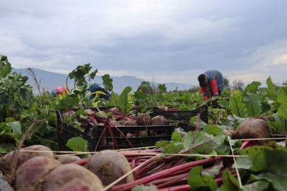 Tarlada 10 lira tezgahta 40 lira